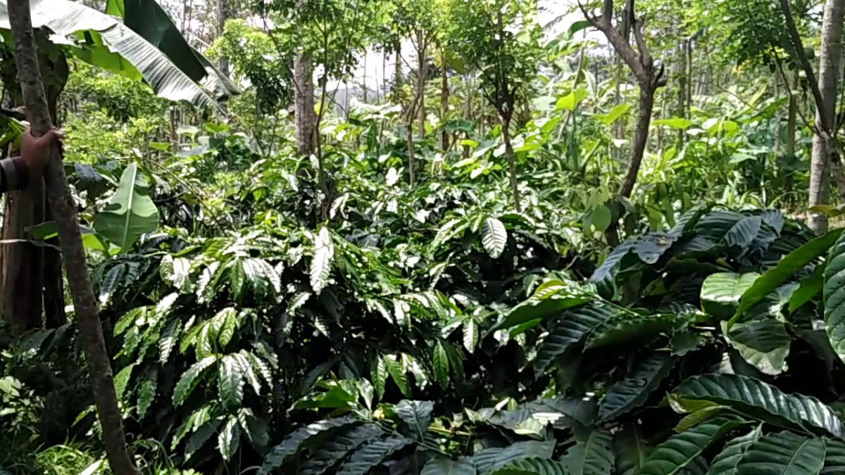 MPIG-KRT sebagai Upaya Melindungi Cita Rasa Khas Kopi Robusta Asli Temanggung